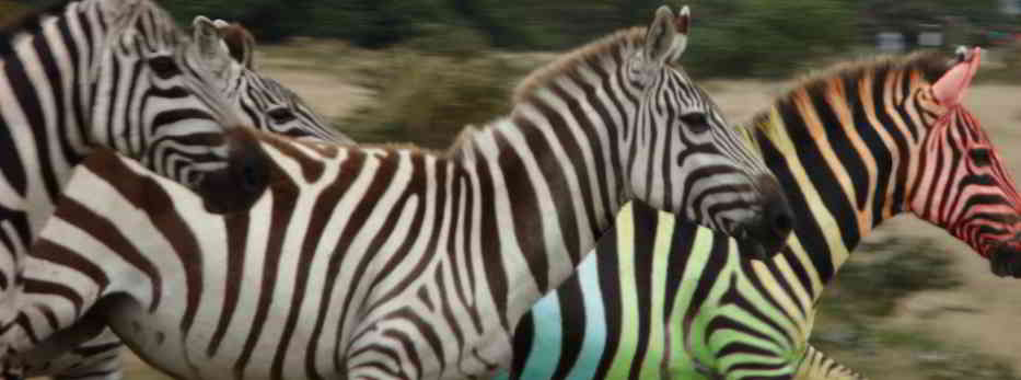 ColoredZebra
